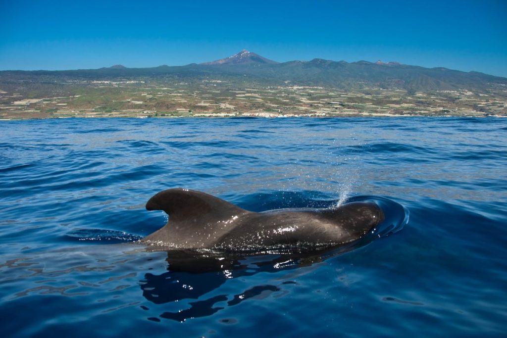 avistamiento de ballenas y delfines en Tenerife