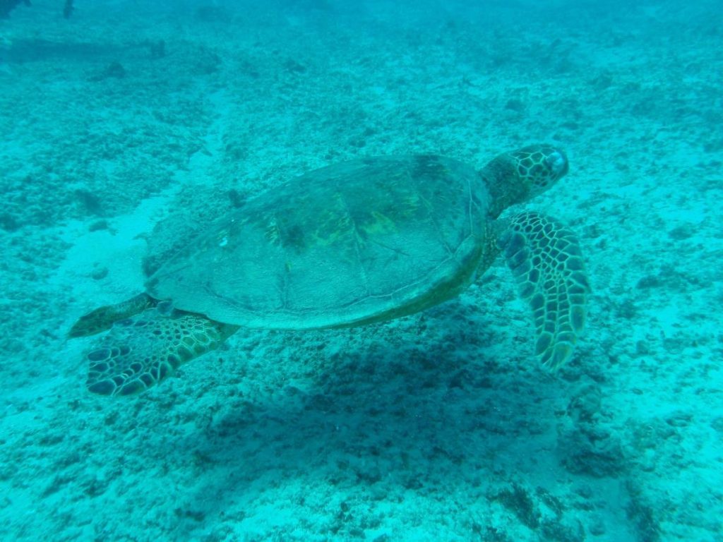 tortuga buceo tenerife