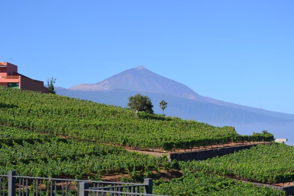 ruta del vino en tenerife