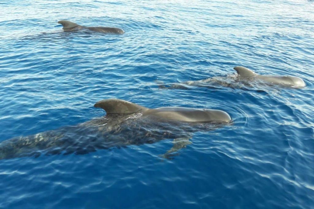 calderones desde un velero en tenerife