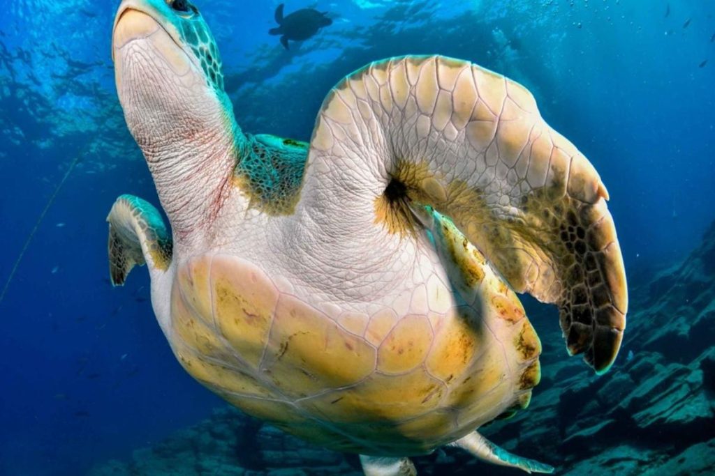 tortugas en tenerife
