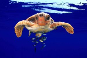 avistamiento de tortugas