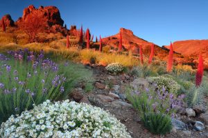 visitar tenerife en primavera