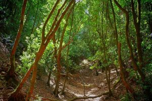 guia para explorar el parque rural de anaga