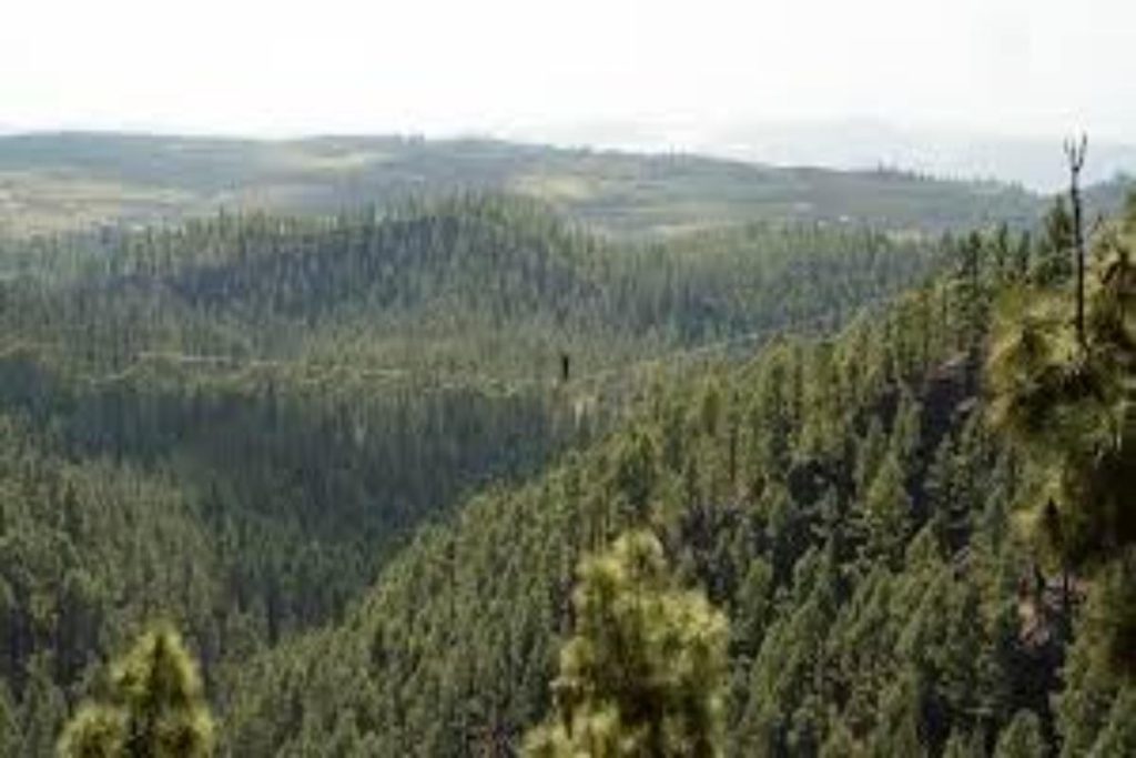 Los Bosques Más Bellos de Tenerife