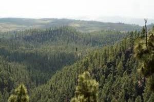 Los Bosques Más Bellos de Tenerife