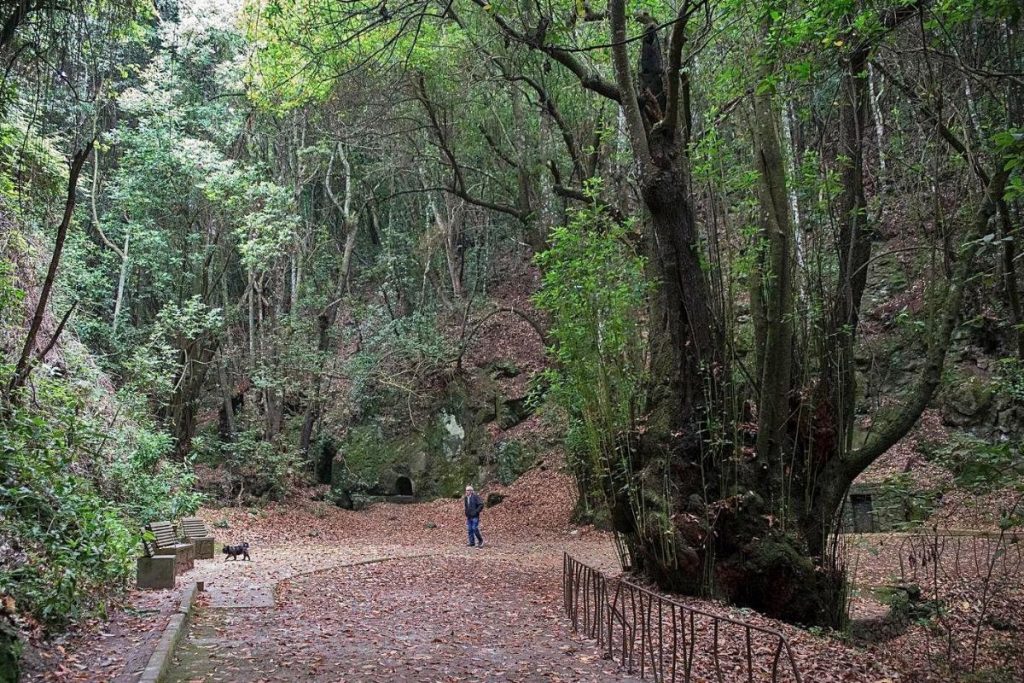 Los Bosques Más Bellos de Tenerife aguagarcia
