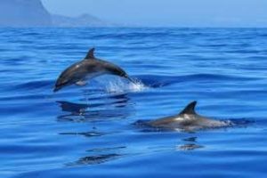 cetaceos en tenerife